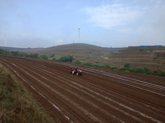 红芸豆种植情况